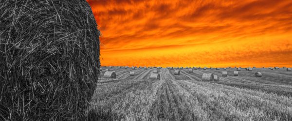 Sonnenuntergang Feldlandschaft, Glasbild Panorama Online-Verkauf – Bild 5