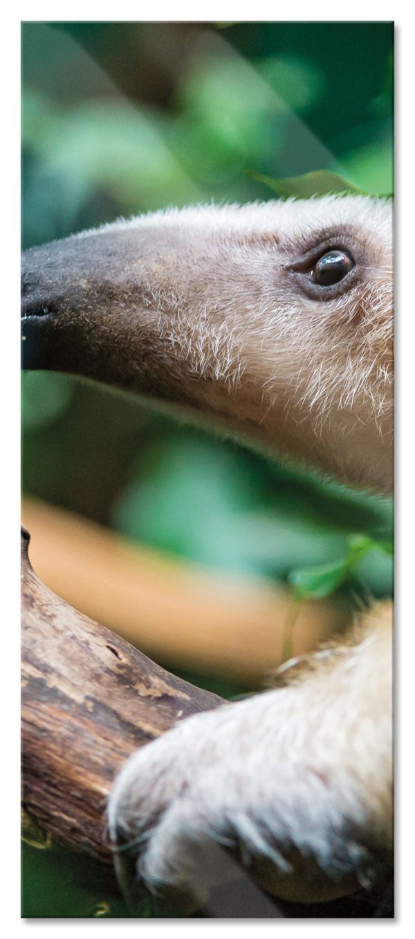 Nasenbär auf Ast, Glasbild Panorama Online