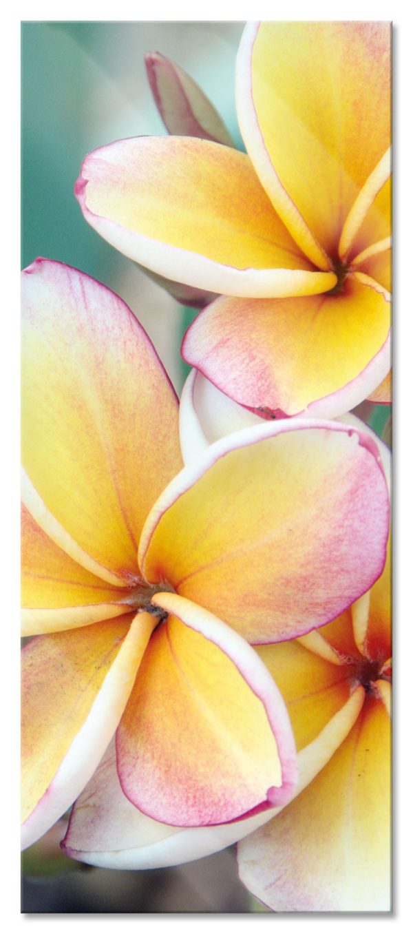 Monoi Blüten auf Hawaii, Glasbild Panorama Zu verkaufen