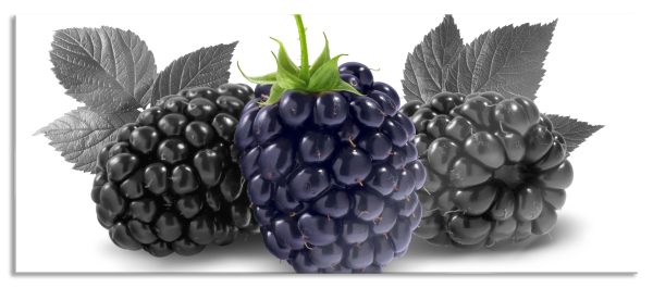 Große Brombeeren, Glasbild Panorama Online-Verkauf