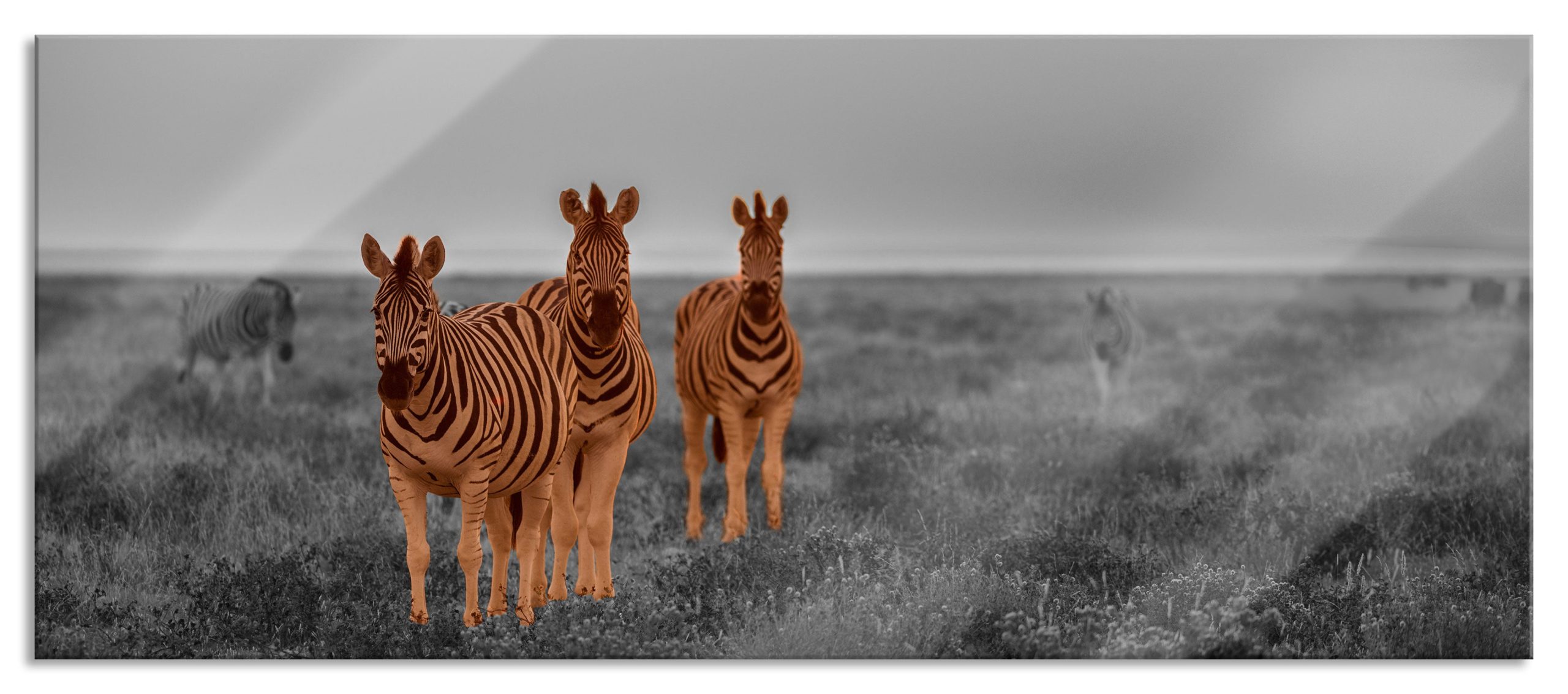 neugierige Zebras in der Savanne, Glasbild Panorama Online