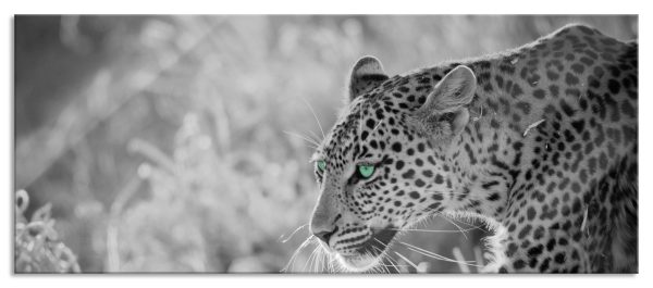 schleichender Leopard, Glasbild Panorama Im Angebot