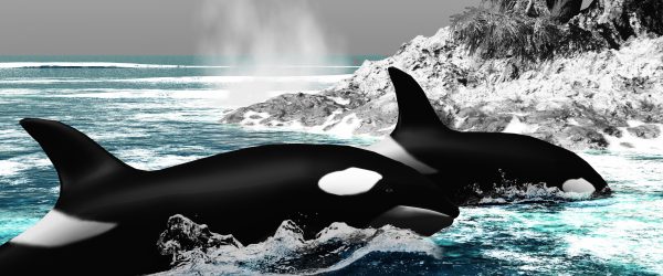 schöne Orcas vor Insel, Glasbild Panorama Verkauf – Bild 5