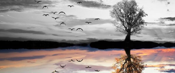 Baum der sich im Wasser spiegelt, Glasbild Panorama Zu verkaufen – Bild 5
