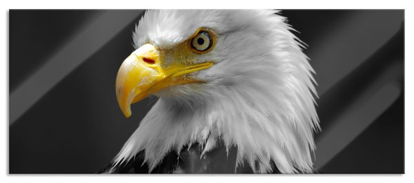 eindrucksvoller Weißkopfseeadler, Glasbild Panorama Jetzt online