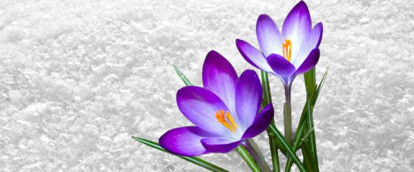 Lila Schnee Krokusse, Glasbild Panorama Online – Bild 5