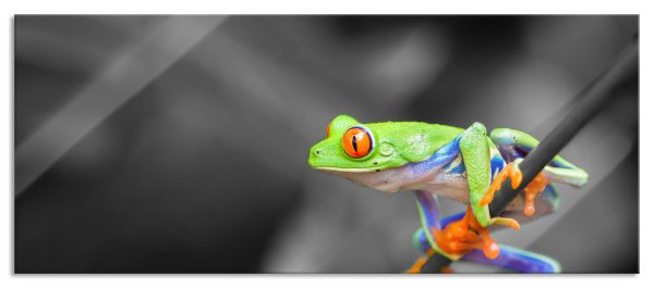 kleiner Frosch auf Zweig, Glasbild Panorama Online-Schn?ppchen