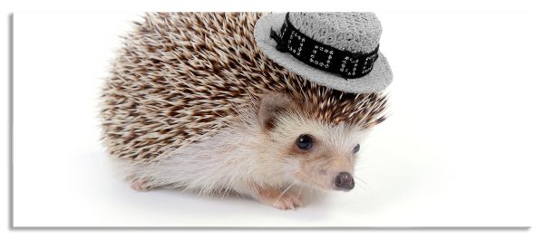 süßer Igel mit Hut, Glasbild Panorama Online-Schn?ppchen