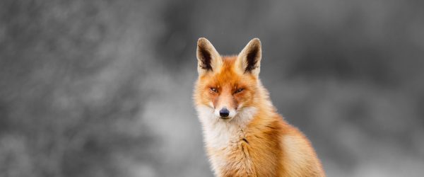 prachtvoller Fuchs, Glasbild Panorama Online-Verkauf – Bild 5