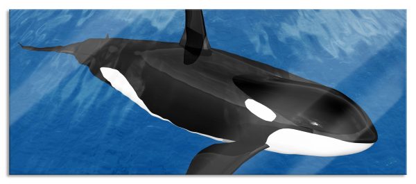 schöner Orca im Meer, Glasbild Panorama Rabatt