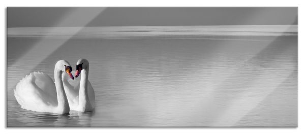 wunderschöne Schwäne auf See, Glasbild Panorama Angebot