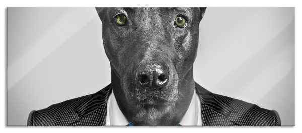Labrador im Anzug, Glasbild Panorama Online