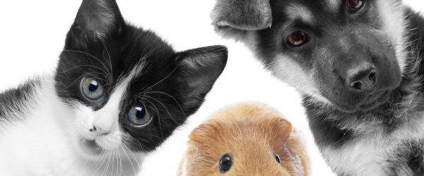 Trio Hund Katze Meerschweinchen, Glasbild Panorama Online-Schn?ppchen – Bild 5