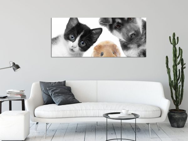 Trio Hund Katze Meerschweinchen, Glasbild Panorama Online-Schn?ppchen – Bild 2