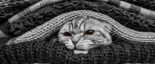 stinkige Katze zwischen Pullovern, Glasbild Panorama Verkauf – Bild 5