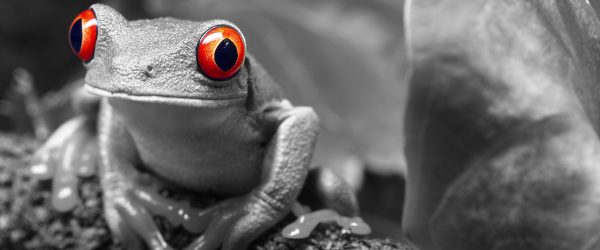 Süßer Rotaugenlaubfrosch auf Ast, Glasbild Panorama Online – Bild 5